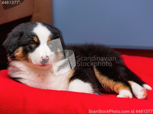 Image of Australian shepherd puppy