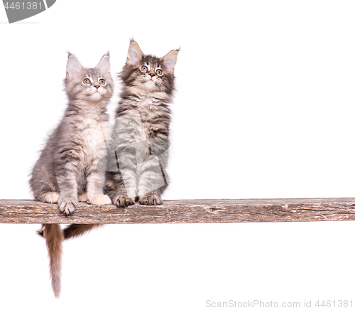 Image of Maine Coon kitten on white