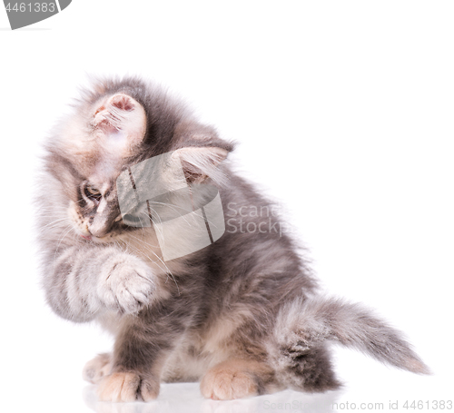 Image of Maine Coon kitten on white