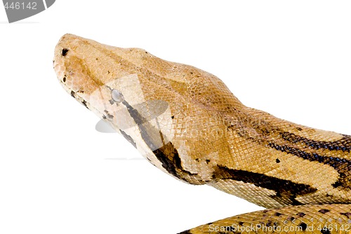 Image of Head of a Boa