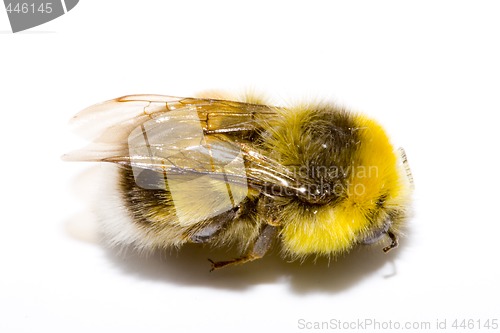 Image of Bumblebee 