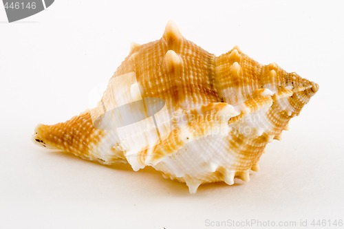 Image of Conch