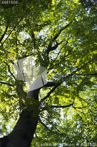 Image of A view into the tree crown.