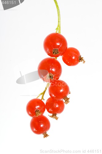Image of Red Currants