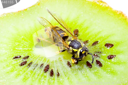 Image of Wasp on a Kiwifruit