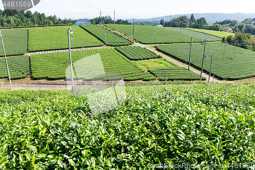 Image of Tea field 