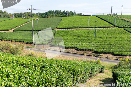 Image of Green Tea garden