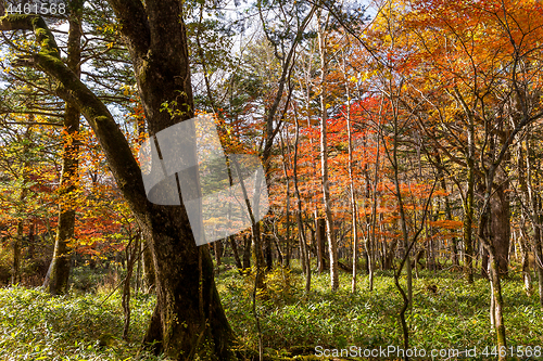 Image of Autumn forest