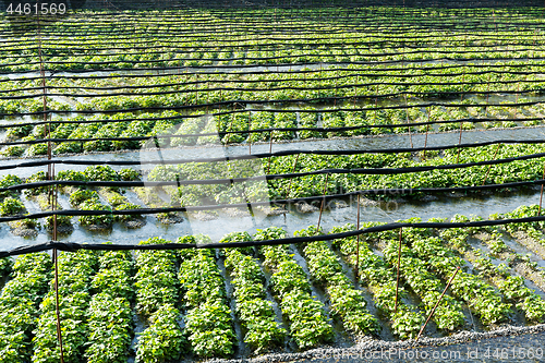 Image of Green Wasabi farm in Japan