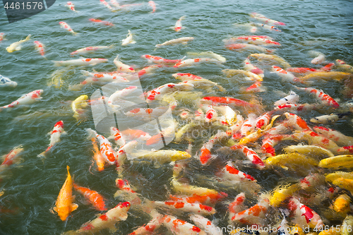 Image of Koi fish swimming in pond