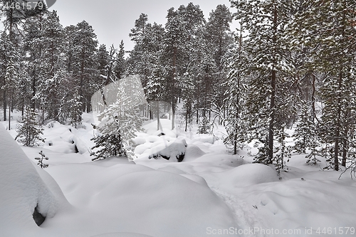 Image of Winter Snowy Landscape