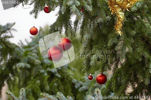 Image of Christmas Tree Decoration