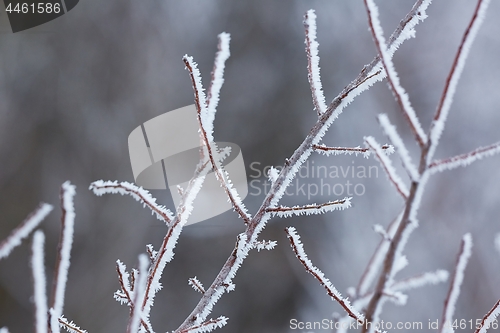 Image of Icy Frosted Branches