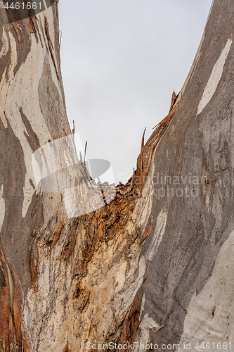 Image of Tree trunk bark