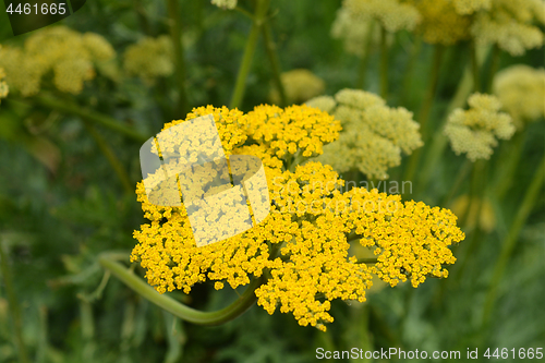 Image of Gold plate yarrow