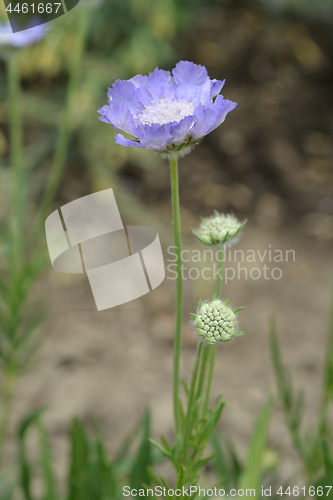 Image of Caucasian pincushion flower