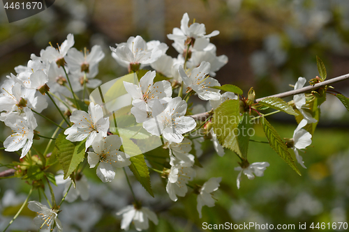 Image of Sweet cherry