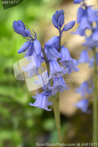 Image of Spanish bluebell