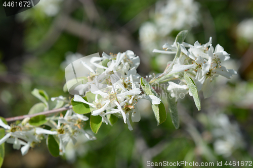 Image of Snowy mespilus