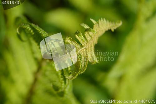 Image of Common fern