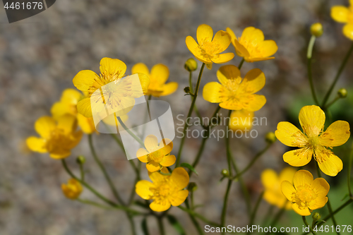 Image of Creeping buttercup