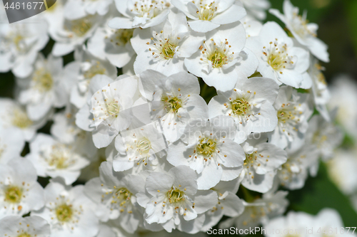 Image of Reeves Spirea