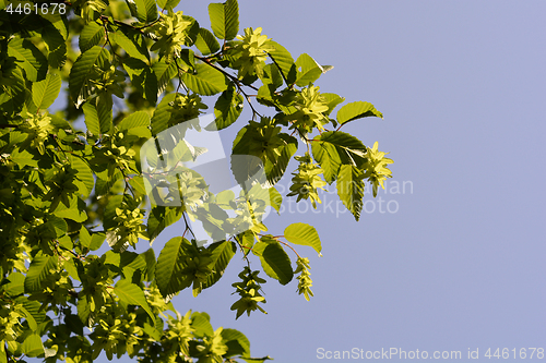 Image of European hornbeam