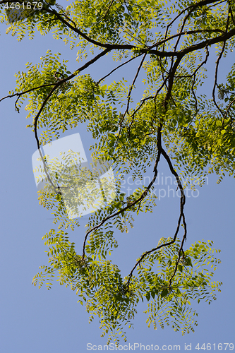 Image of Honey locust