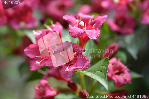 Image of Bristol Ruby Weigela