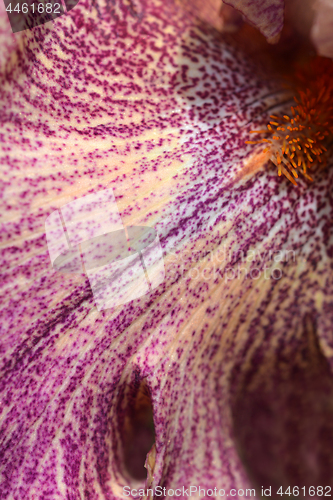 Image of Tall bearded iris Queen in Calico
