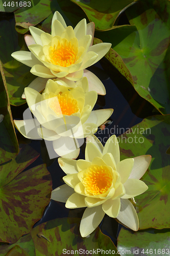 Image of Yellow water lily Chromatella
