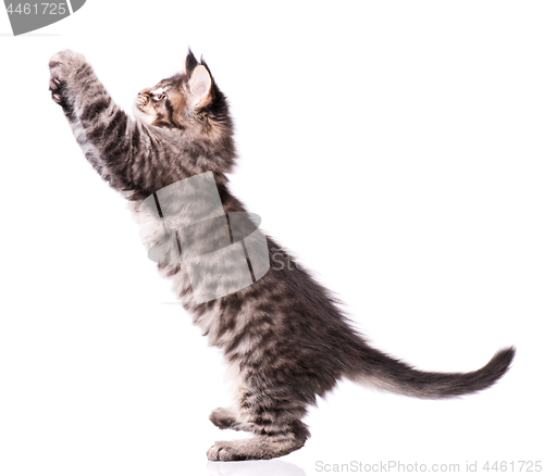 Image of Maine Coon kitten on white