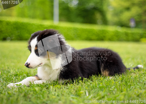 Image of Australian shepherd puppy