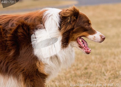 Image of Australian Shepherd on meadow