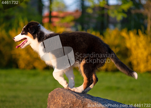 Image of Australian shepherd puppy