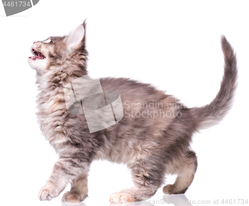 Image of Maine Coon kitten on white