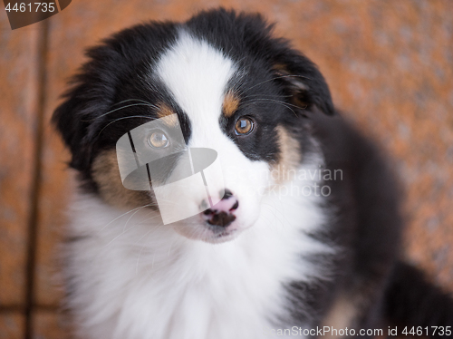 Image of Australian shepherd puppy