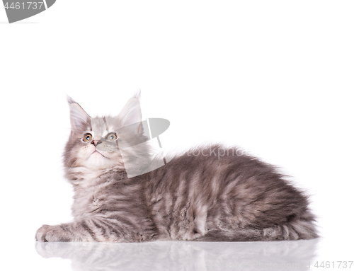 Image of Maine Coon kitten on white