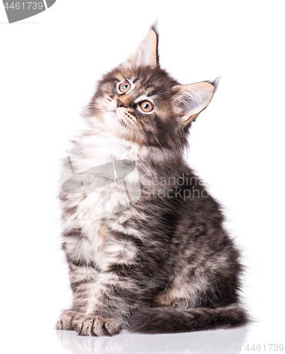 Image of Maine Coon kitten on white