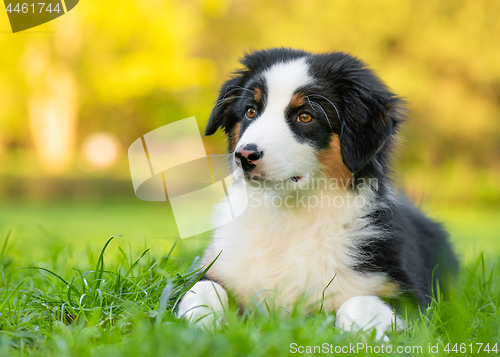 Image of Australian shepherd puppy