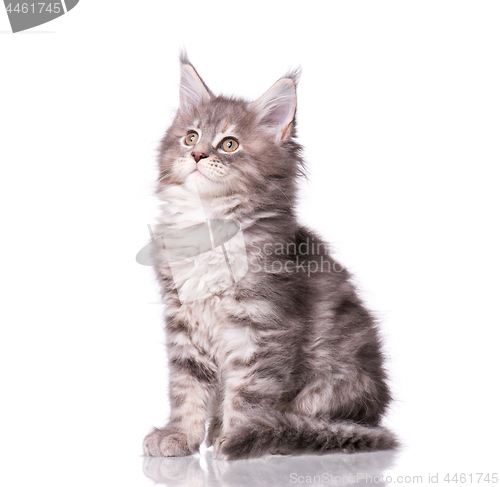 Image of Maine Coon kitten on white