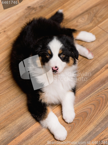 Image of Australian shepherd puppy