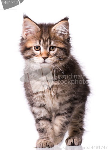 Image of Maine Coon kitten on white