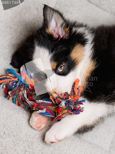 Image of Australian shepherd puppy