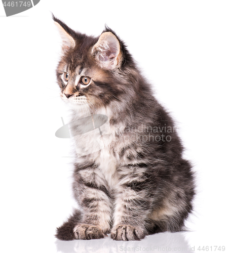 Image of Maine Coon kitten on white