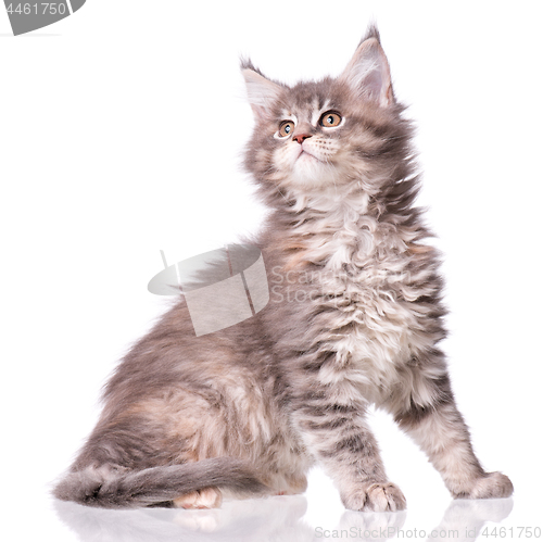 Image of Maine Coon kitten on white