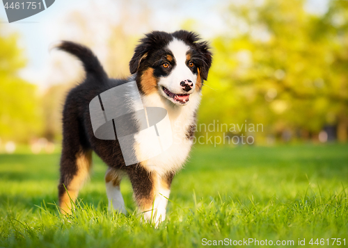 Image of Australian shepherd puppy