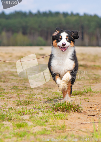 Image of Australian shepherd puppy