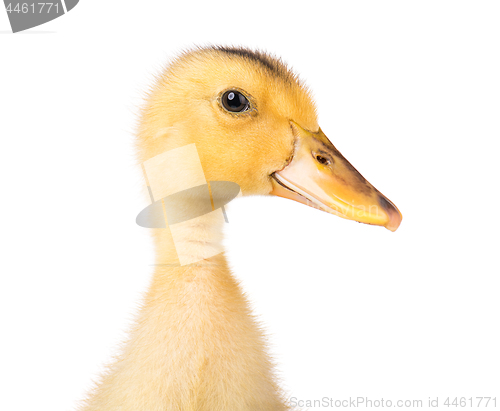 Image of Cute newborn duckling