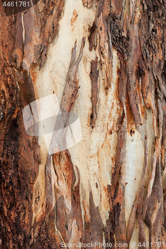 Image of Tree bark abstract